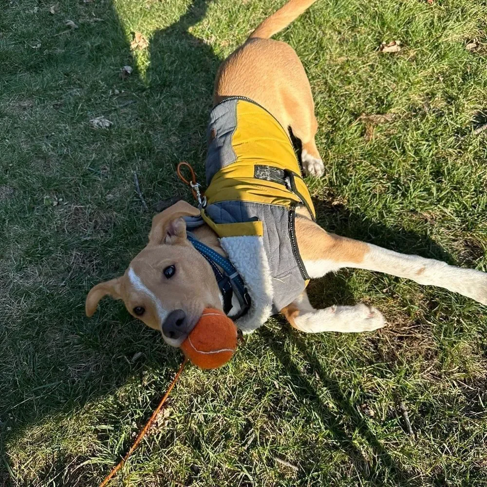 Eddie Bauer eddie bauer